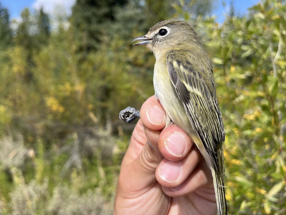 Cassin's Vireo - ML641512105