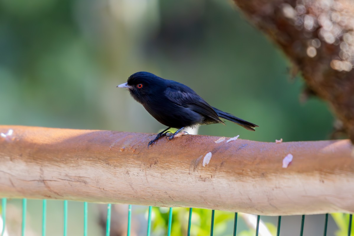 Blue-billed Black-Tyrant - ML641512115