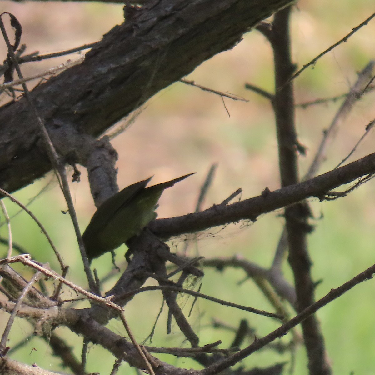 Orange-crowned Warbler - ML641512124