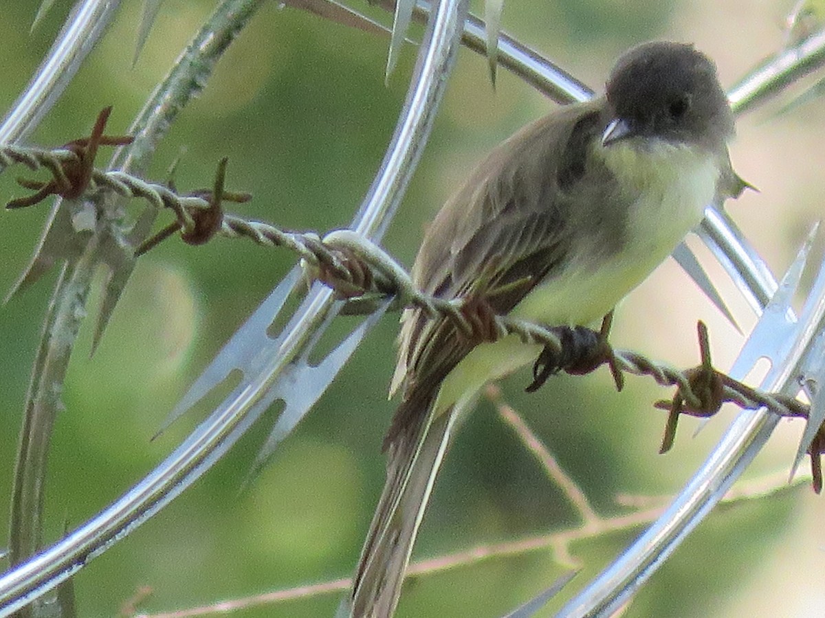 Eastern Phoebe - ML641512147