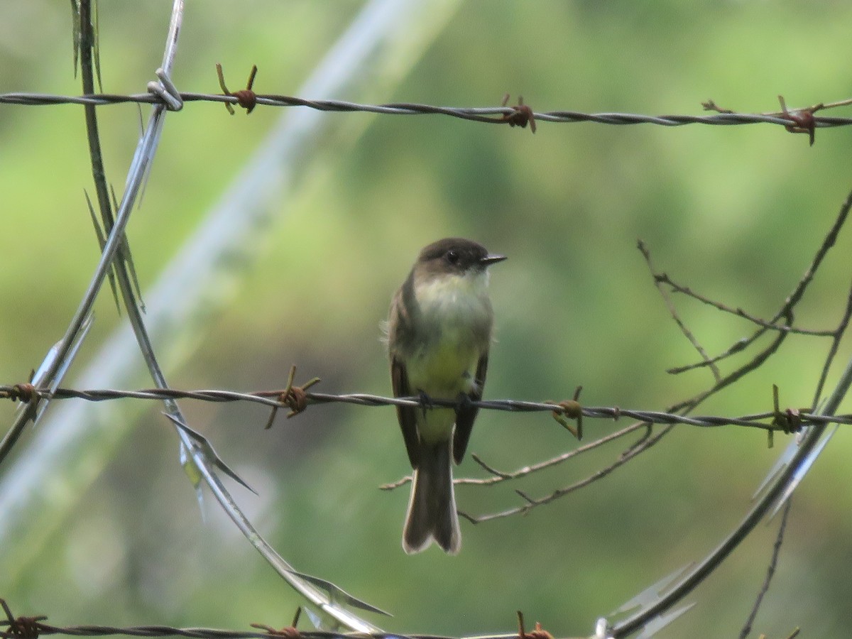 Eastern Phoebe - ML641512149