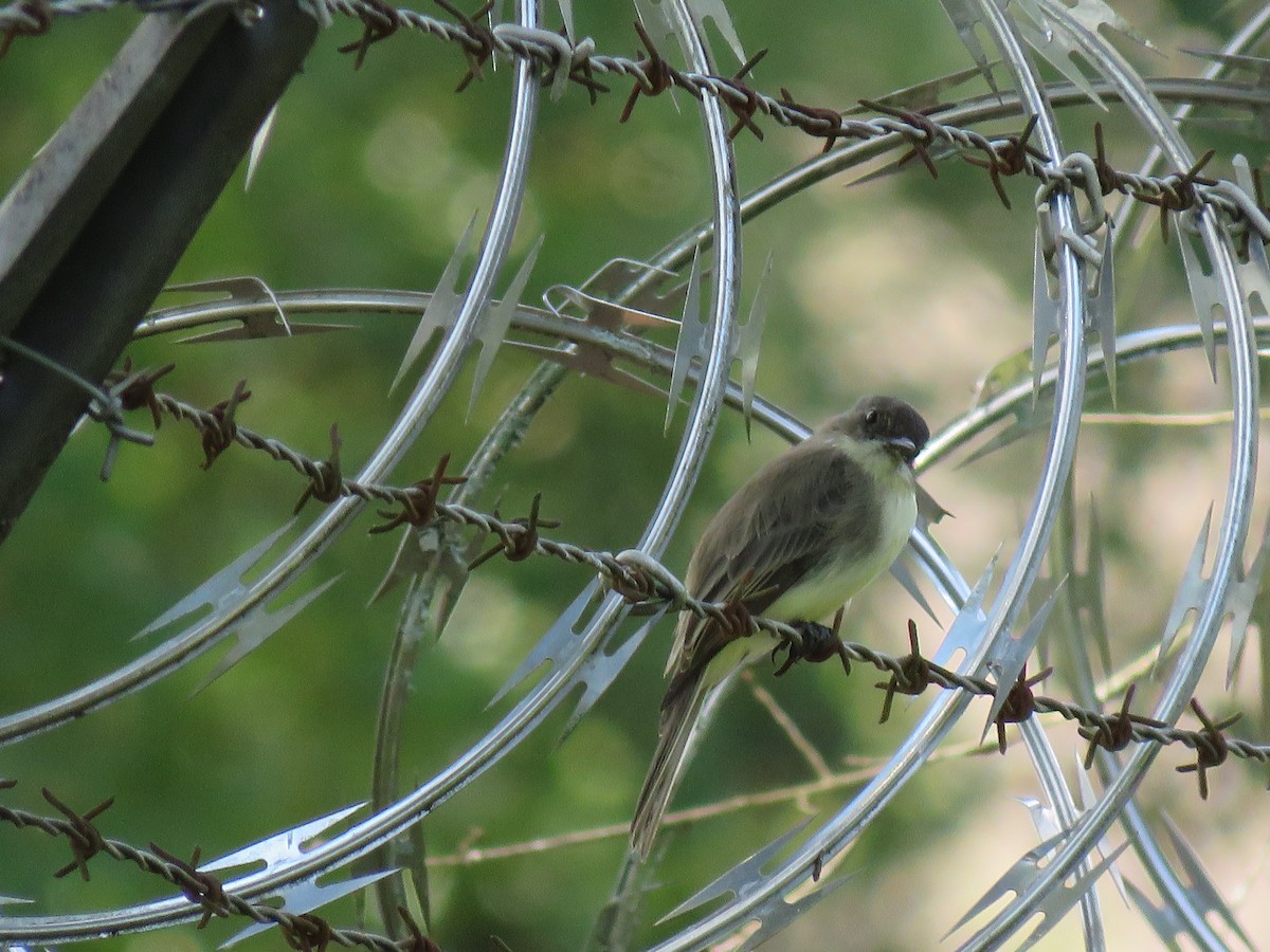 Eastern Phoebe - ML641512150