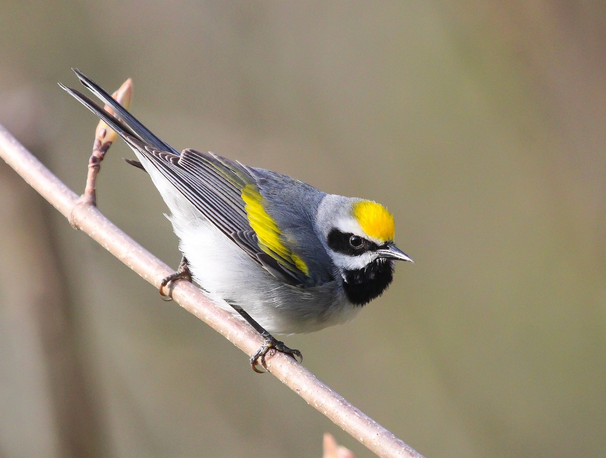 gullvingeparula - ML641512181
