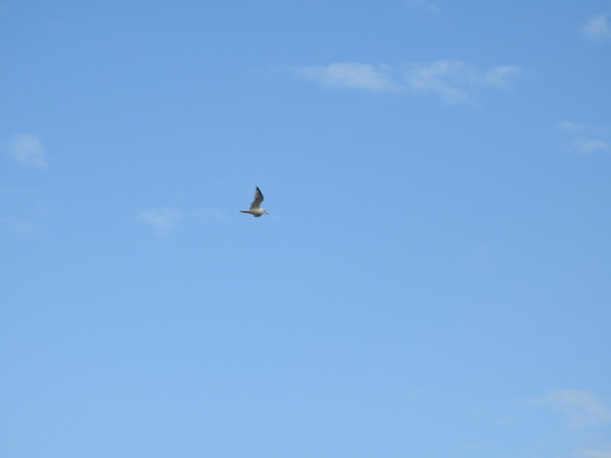 Ring-billed Gull - ML641512211