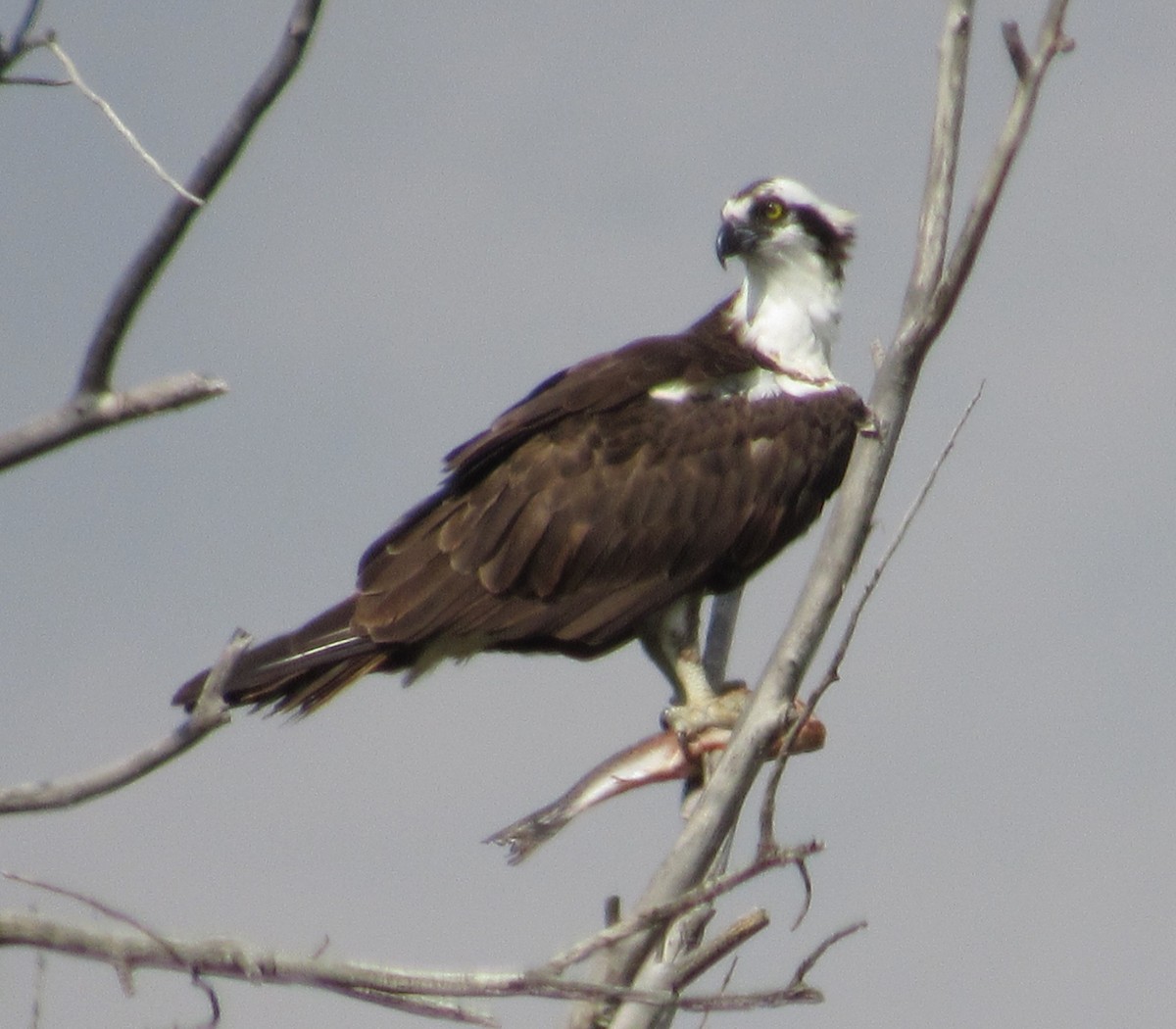 Osprey - ML641512225