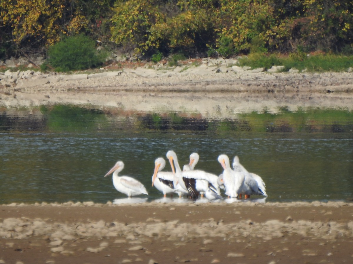 American White Pelican - ML641512226