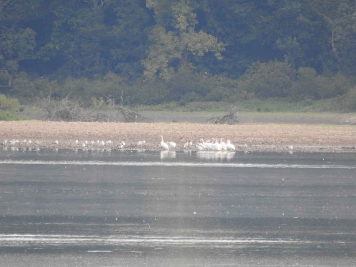 American White Pelican - ML641512227