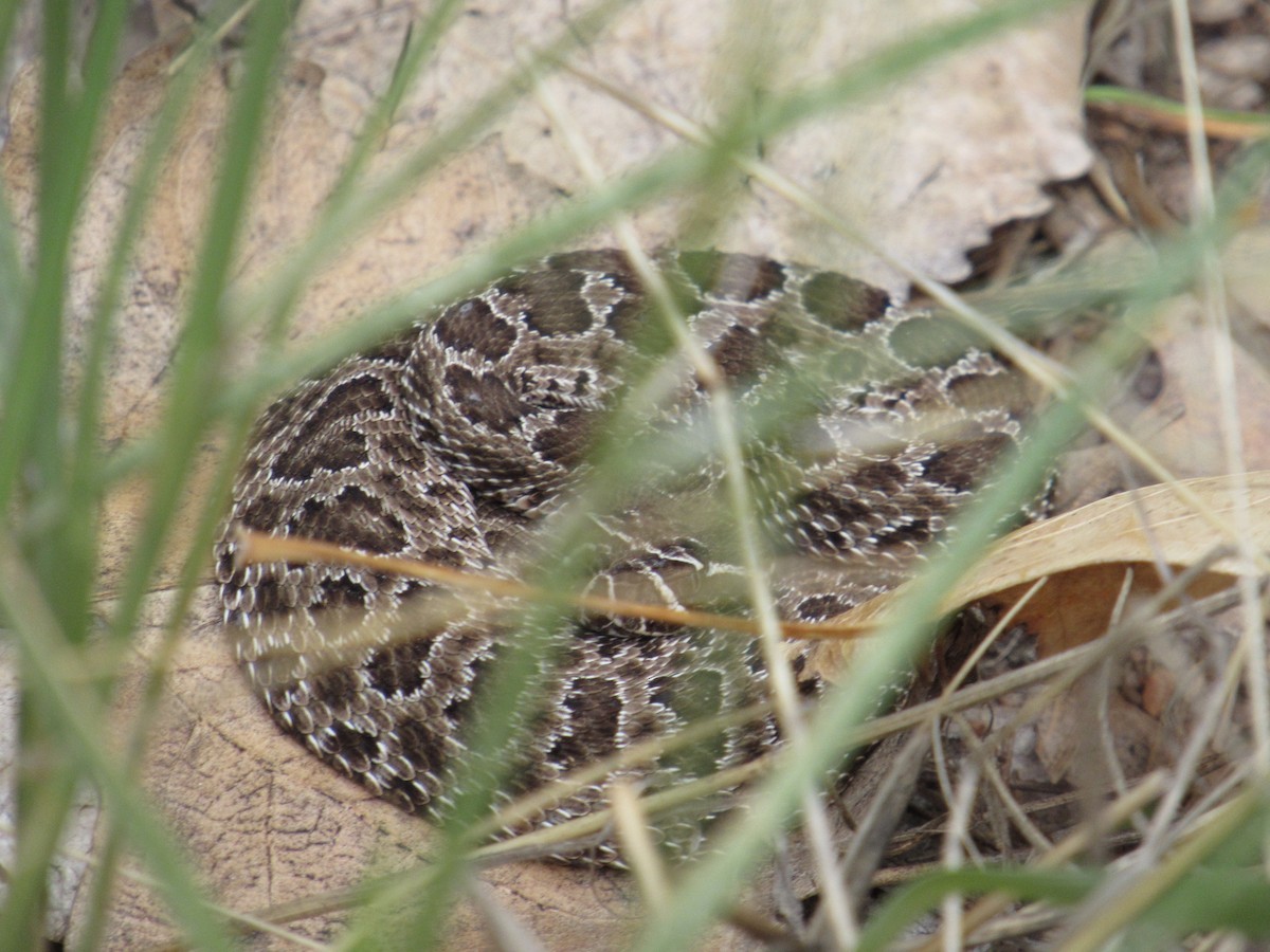 Prairie Rattlesnake - ML641512279