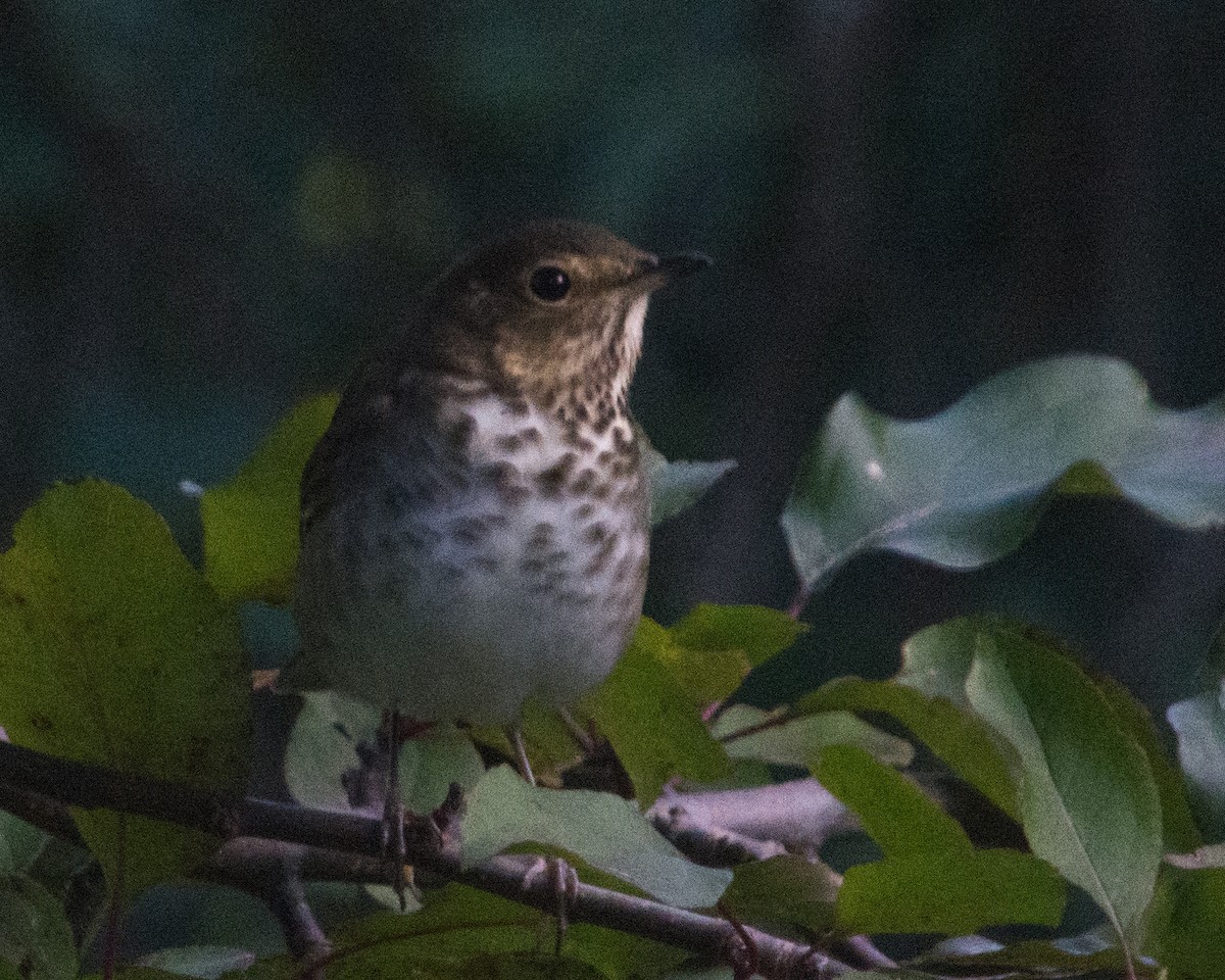 Swainson's Thrush - ML641512283