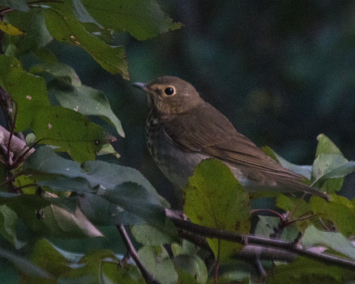 Swainson's Thrush - ML641512284