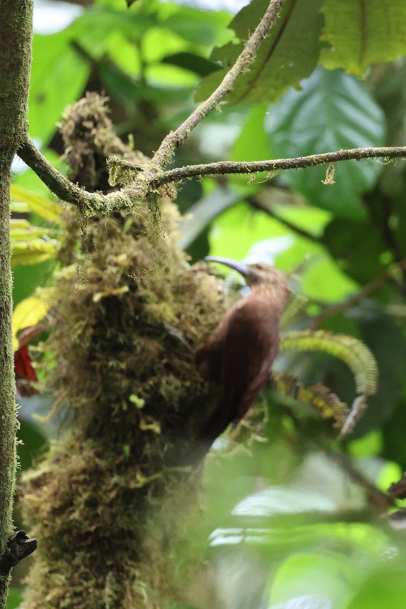 Strong-billed Woodcreeper - ML641512287