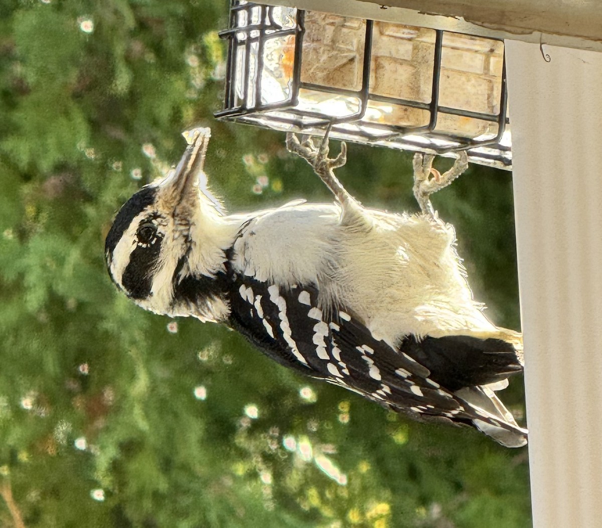 Hairy Woodpecker - ML641512288