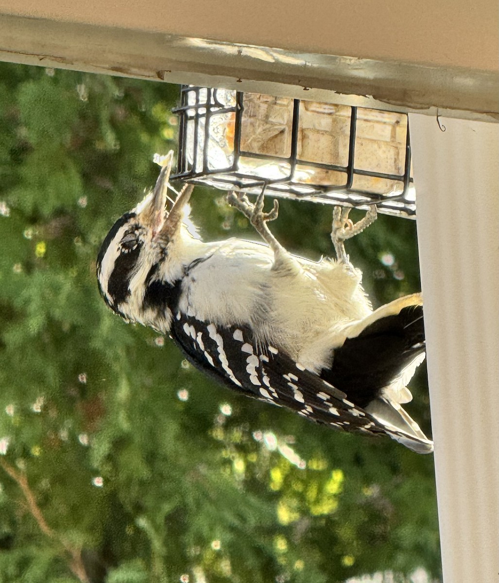 Hairy Woodpecker - ML641512289