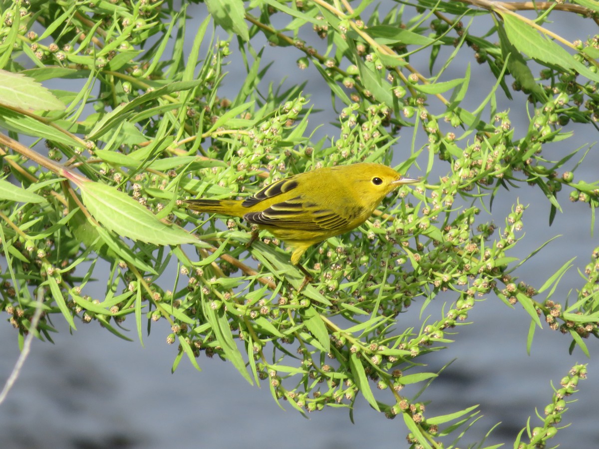 Yellow Warbler - ML641512318