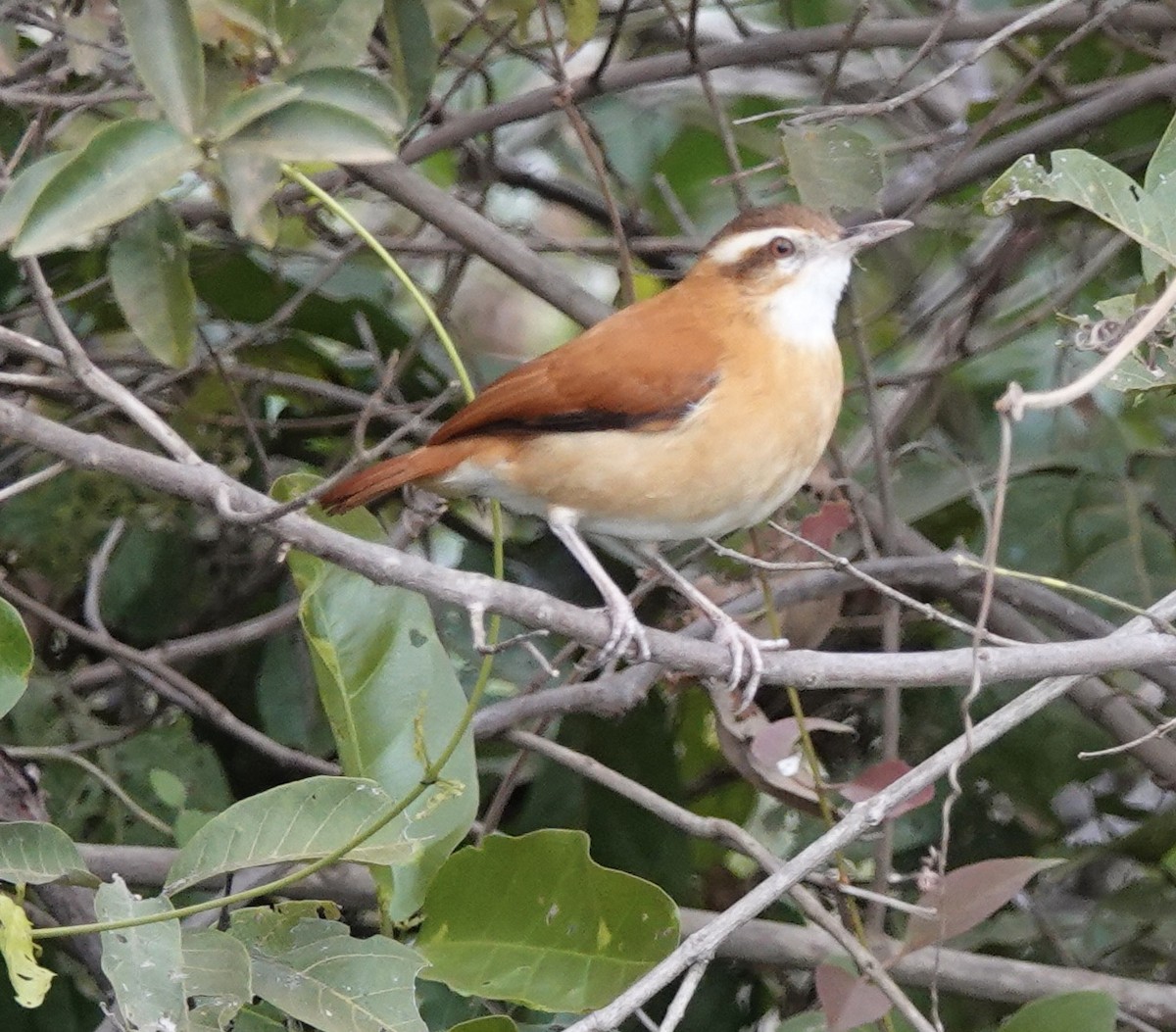 Pale-legged Hornero - ML641512320