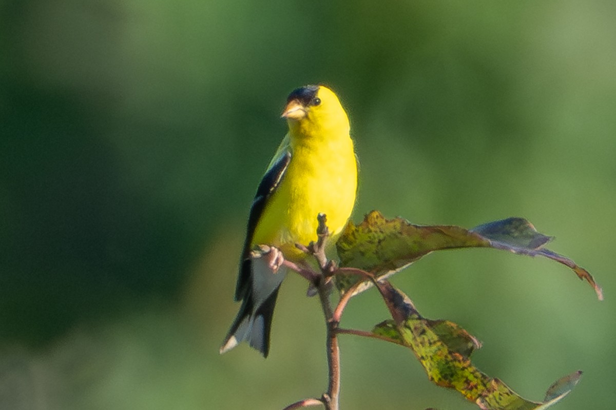 American Goldfinch - ML641512324