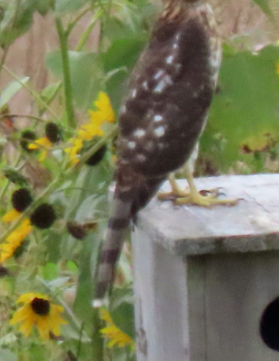 Cooper's Hawk - ML641512328