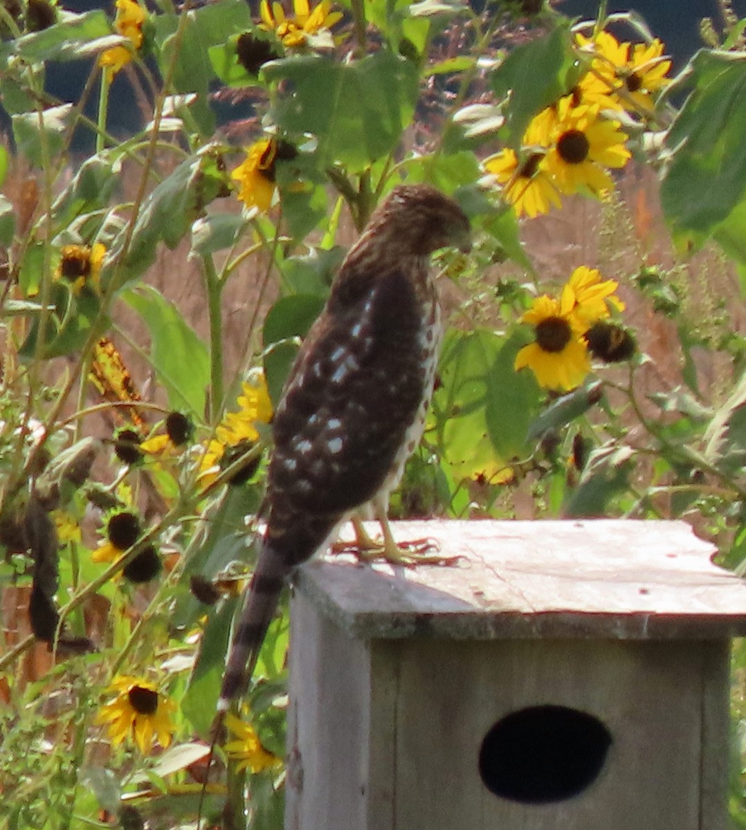 Cooper's Hawk - ML641512329
