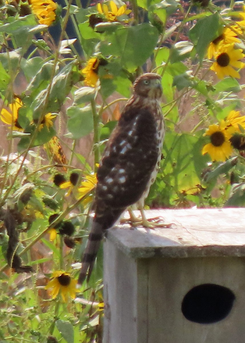 Cooper's Hawk - ML641512330