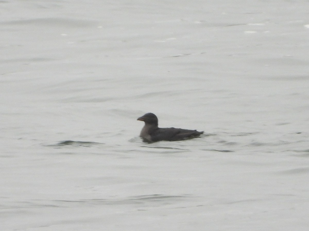 Rhinoceros Auklet - ML641512390