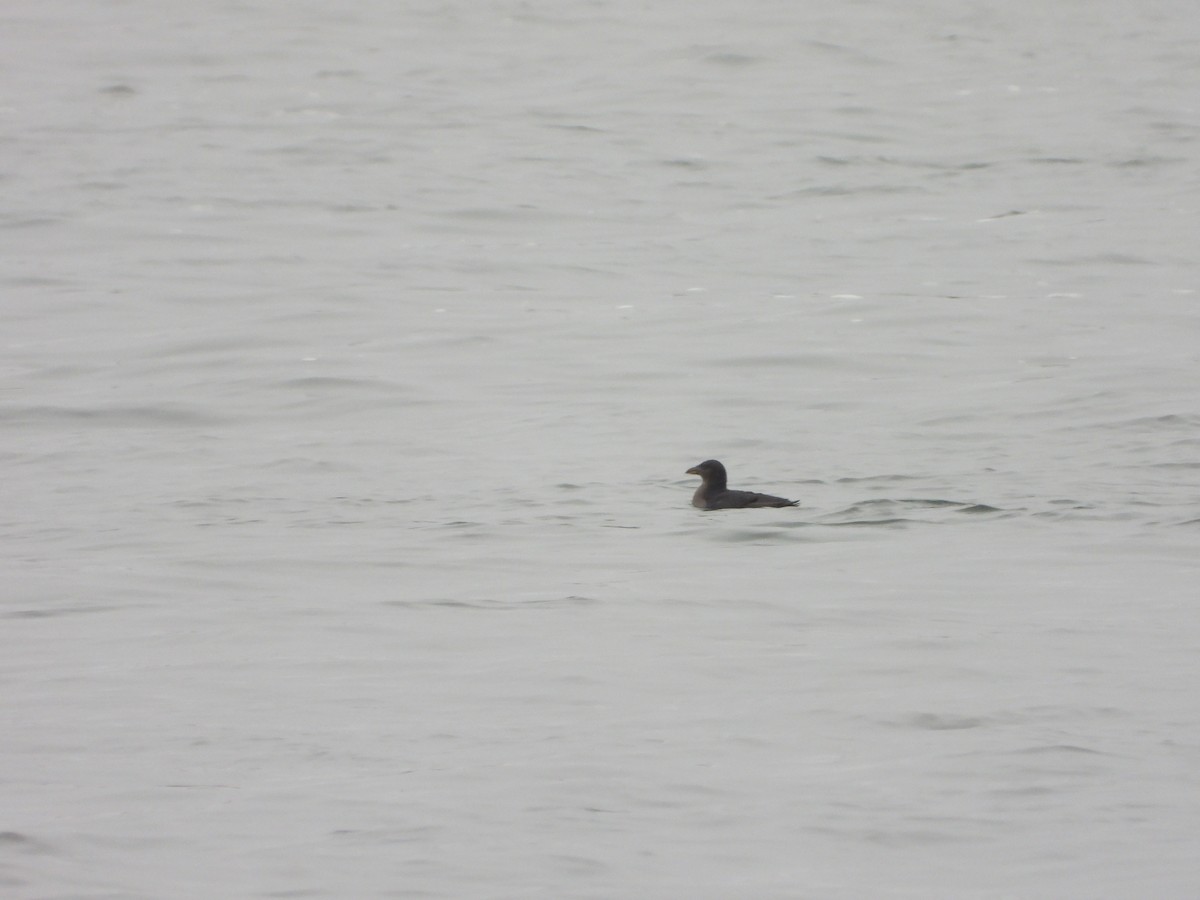 Rhinoceros Auklet - ML641512399