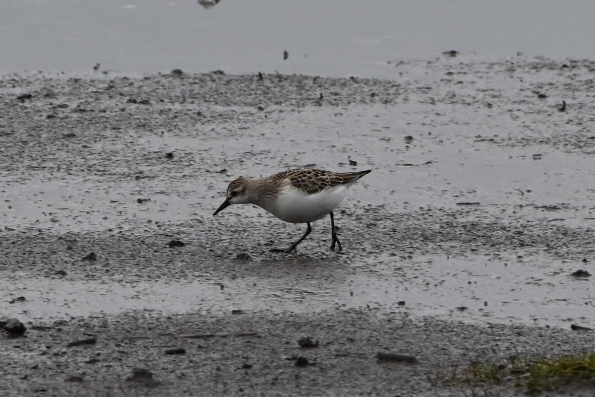Semipalmated Sandpiper - ML641512411