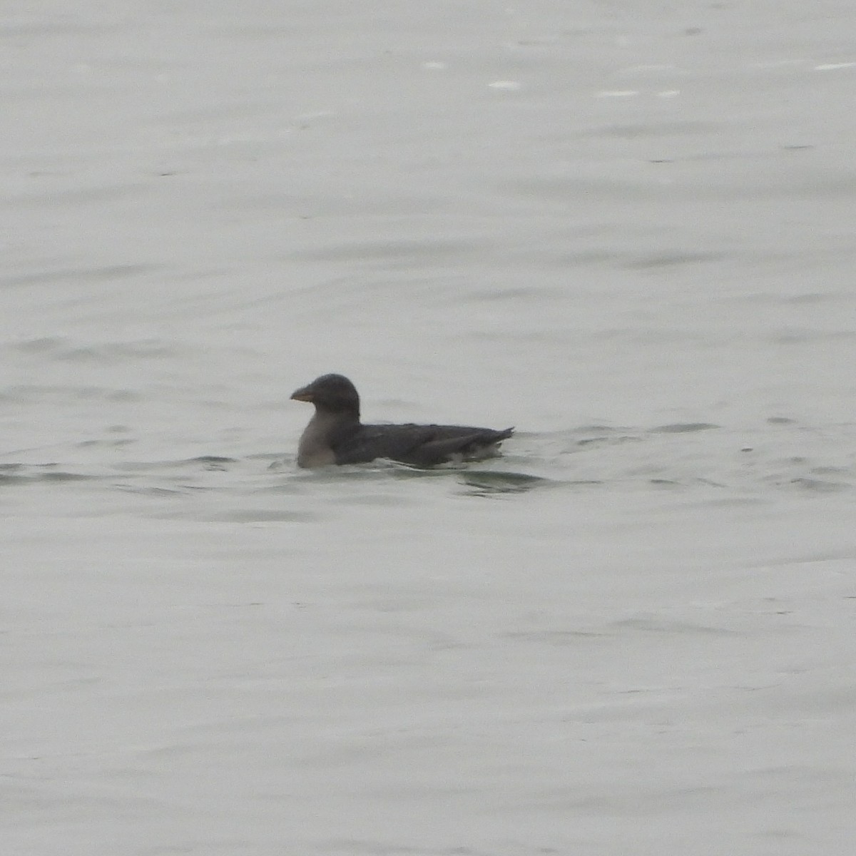 Rhinoceros Auklet - ML641512417