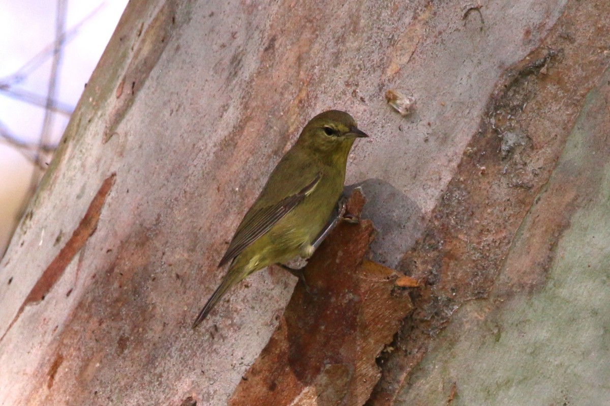 Orange-crowned Warbler - ML641512425