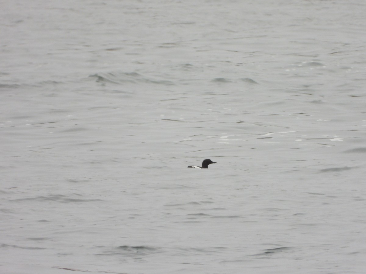 Pigeon Guillemot - ML641512426