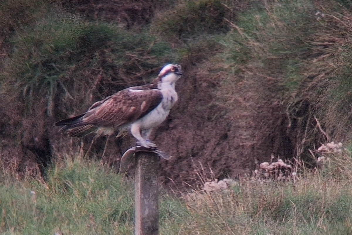 Osprey - ML641512449