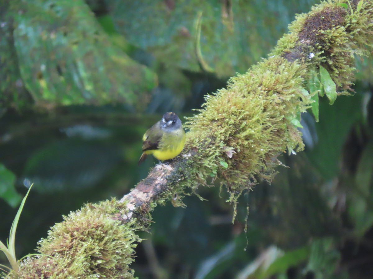 Ornate Flycatcher - ML641512455