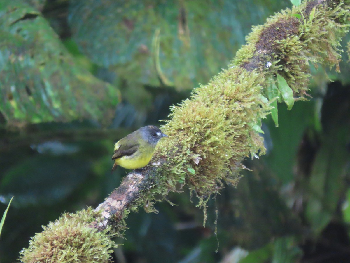 Ornate Flycatcher - ML641512456