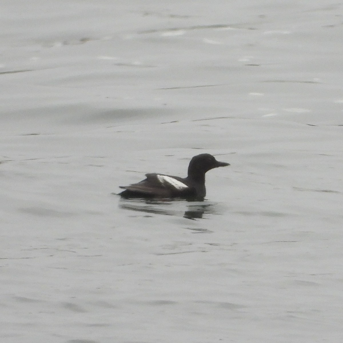 Pigeon Guillemot - ML641512463