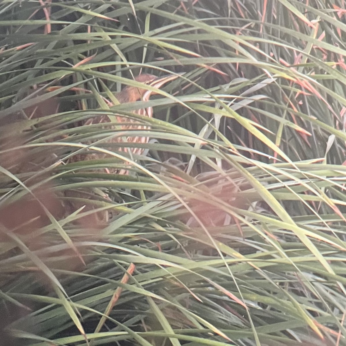 American Bittern - ML641512471