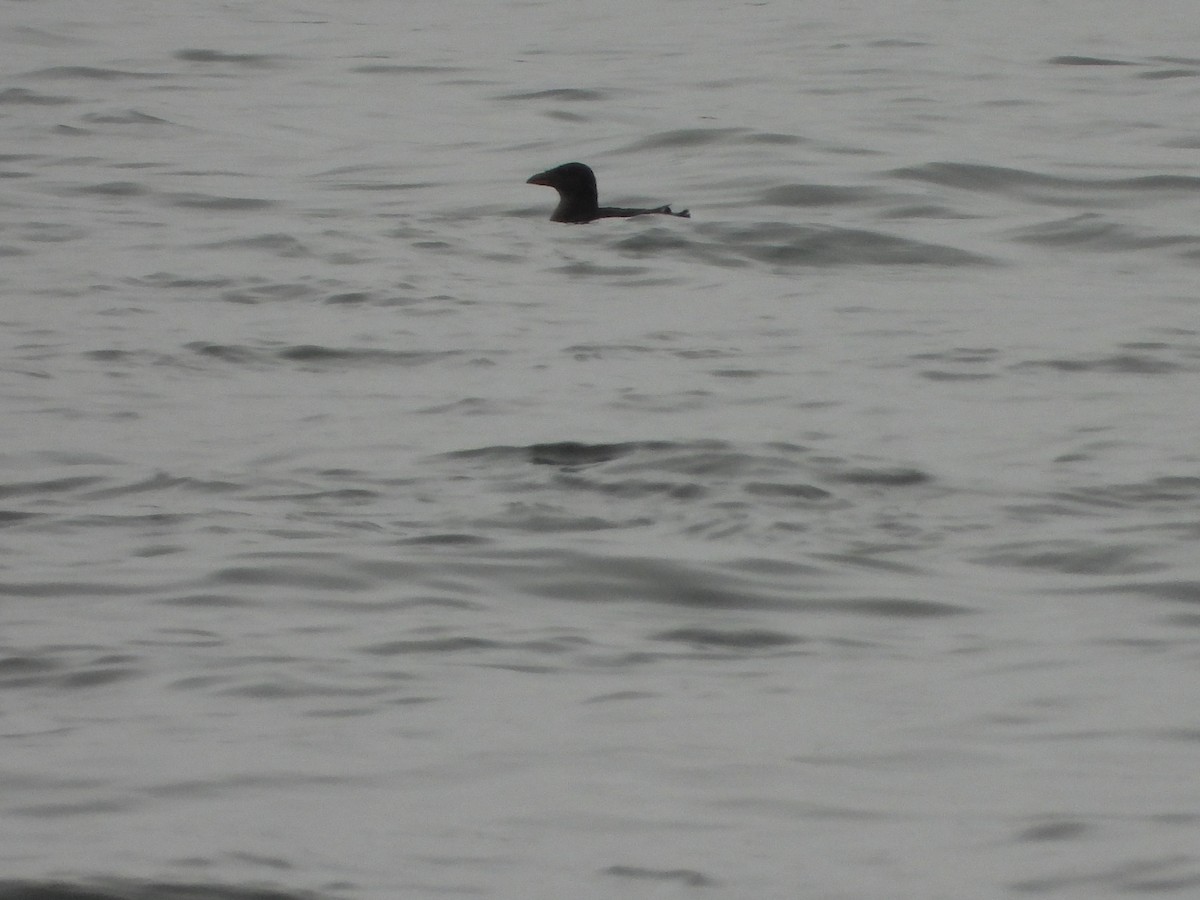 Rhinoceros Auklet - ML641512475