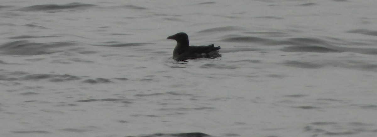 Rhinoceros Auklet - ML641512499
