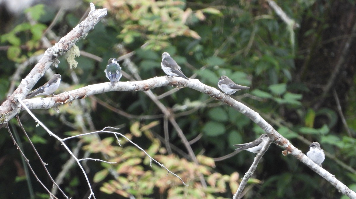 Violet-green Swallow - ML641512571