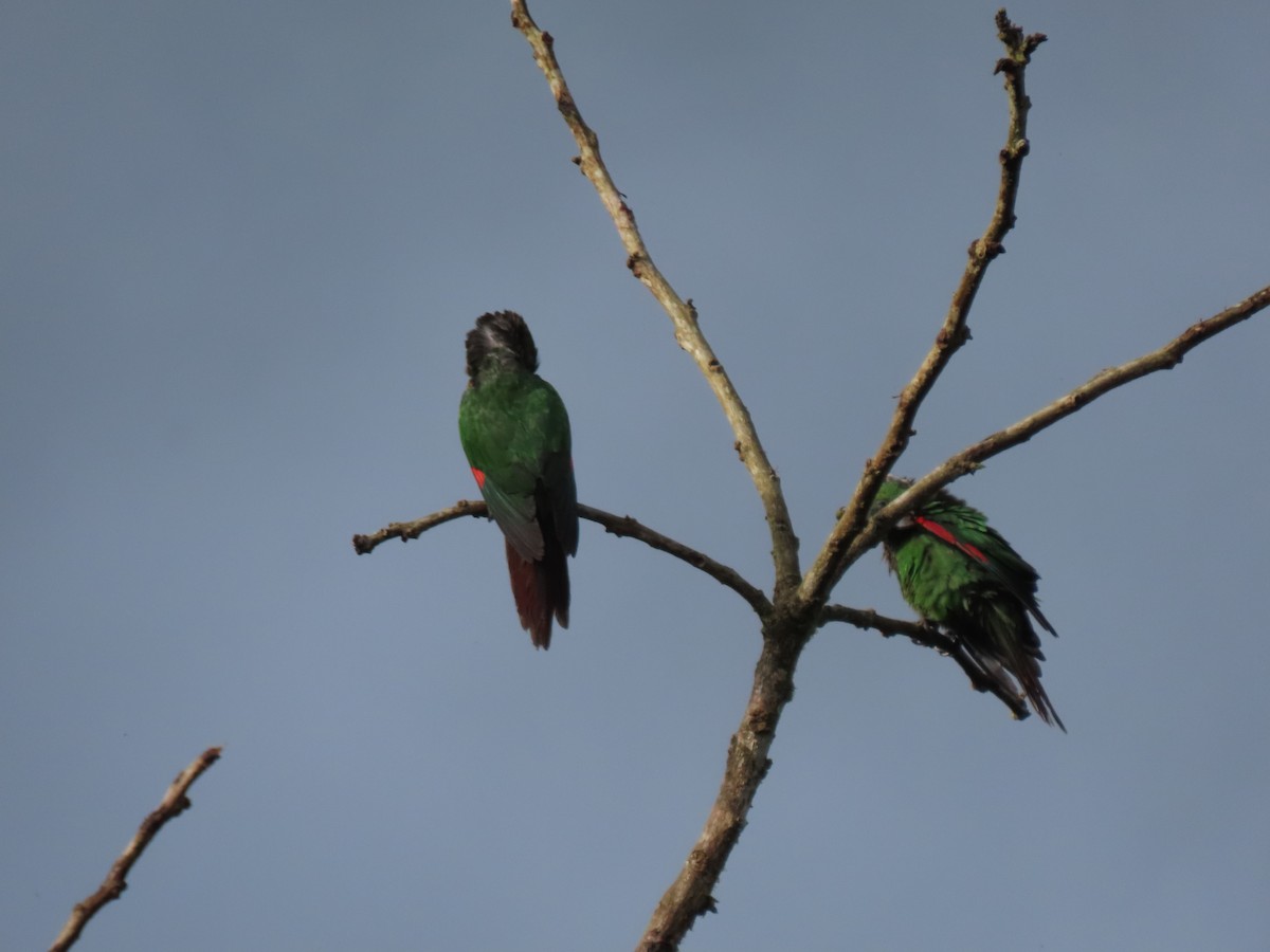 Maroon-tailed Parakeet - ML641512579