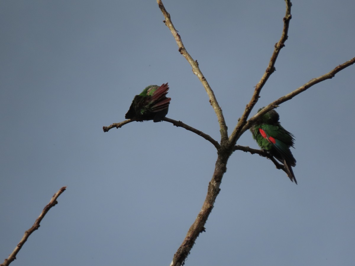 Maroon-tailed Parakeet - ML641512580