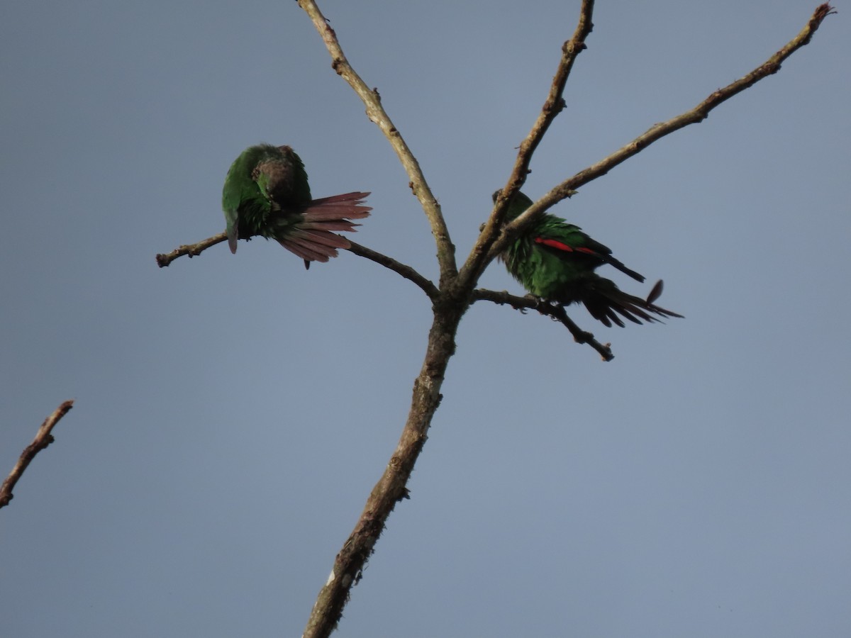 Maroon-tailed Parakeet - ML641512581