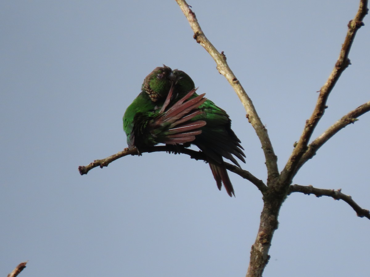 Maroon-tailed Parakeet - ML641512582