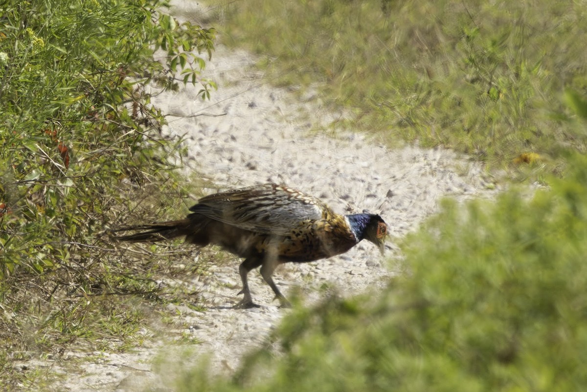 Зэрлэг гургуул - ML641512585