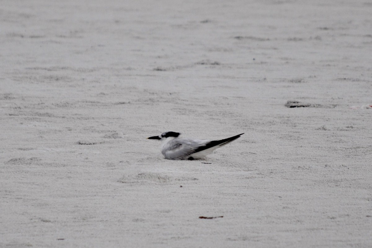 Sandwich Tern - ML641512608