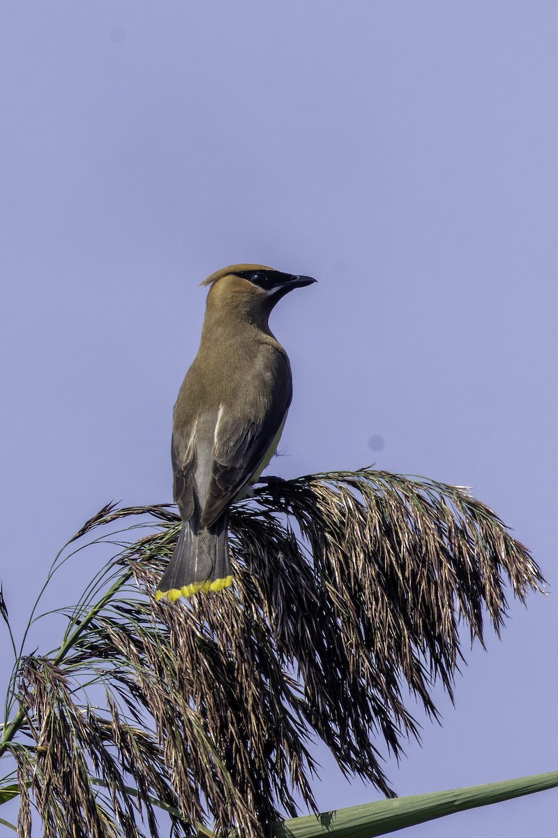 Cedar Waxwing - ML641512616