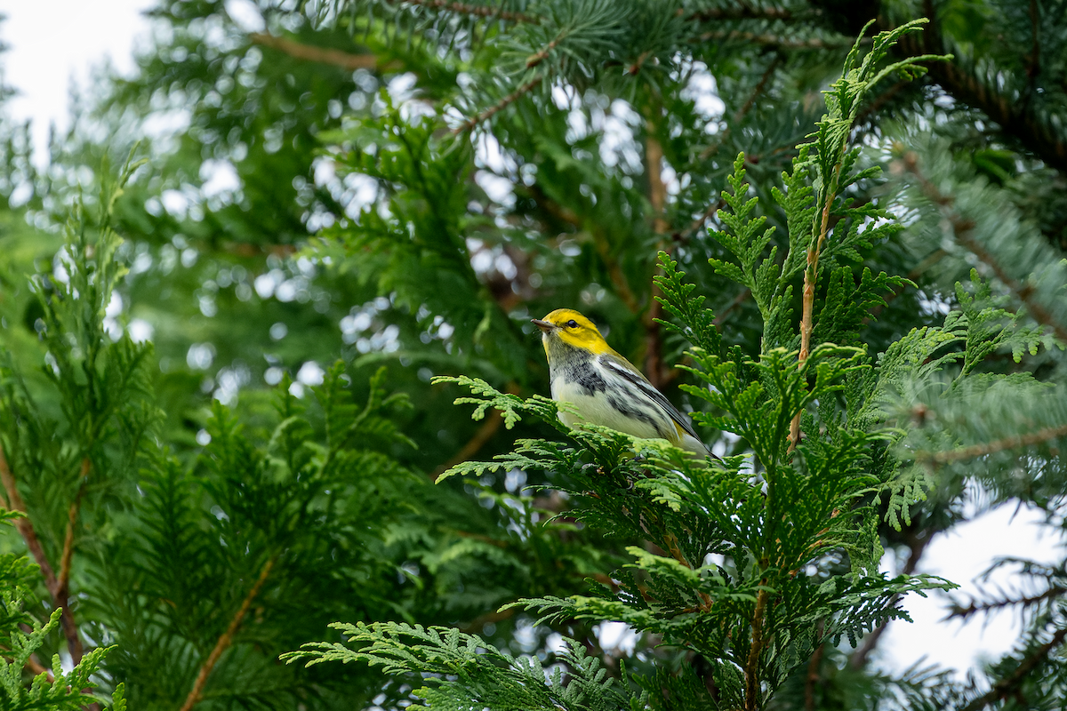 Black-throated Green Warbler - ML641512617
