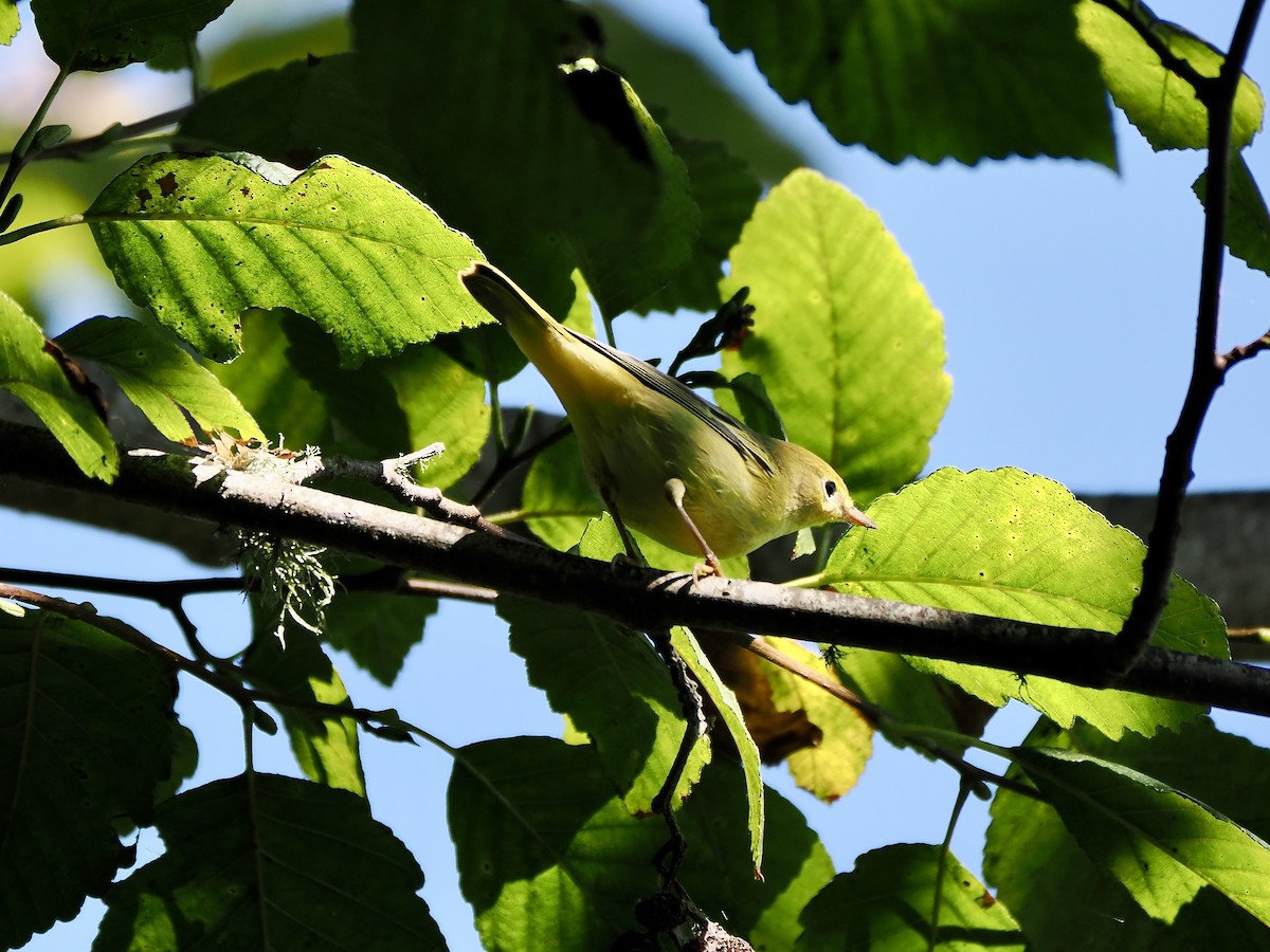 Yellow Warbler - ML641512682