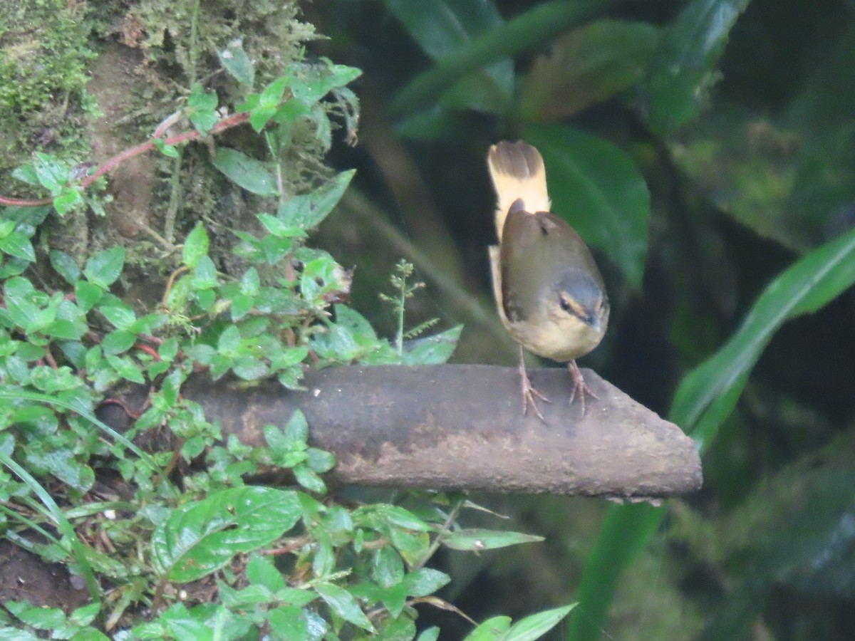 Buff-rumped Warbler - ML641512769
