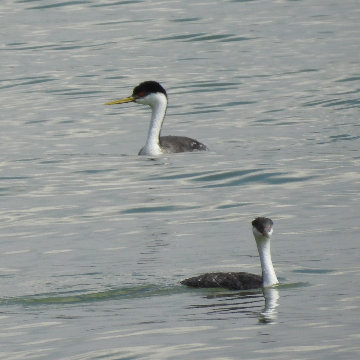 Western Grebe - ML641512776