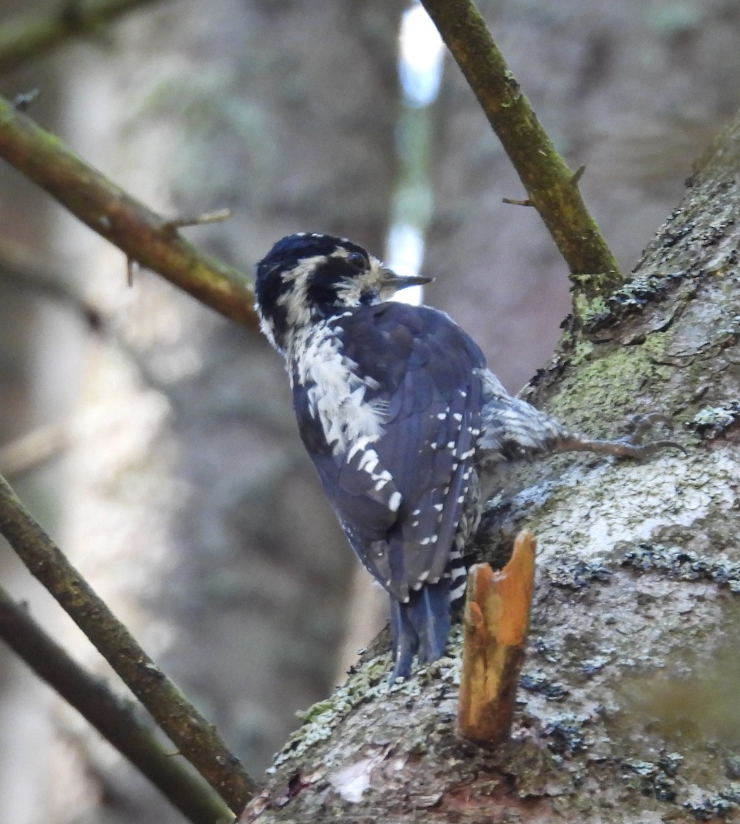 Eurasian Three-toed Woodpecker - ML641512789
