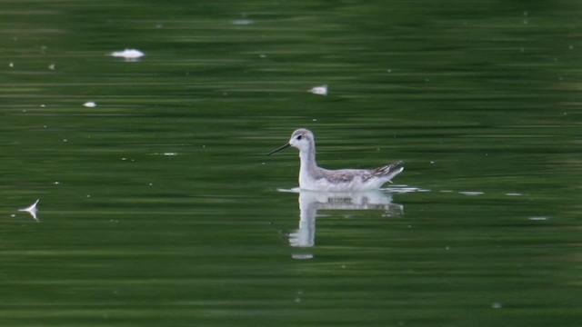 Wilson's Phalarope - ML641512868